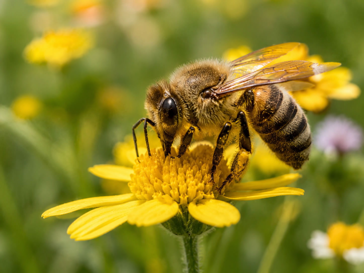 Pollinator Watch