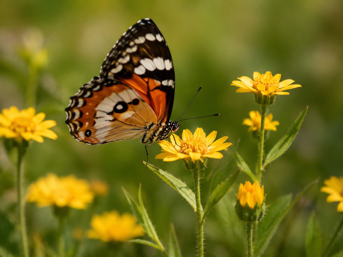 Biodiversity Watch